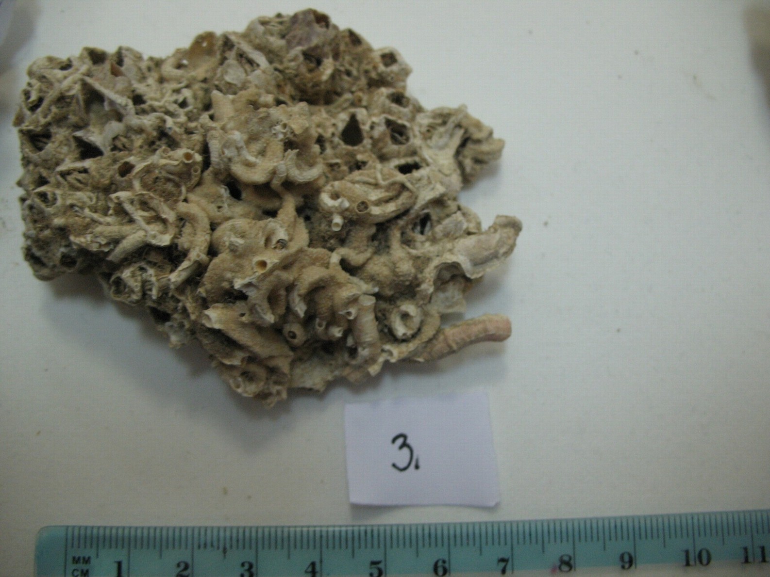 Vermes e Mollusca